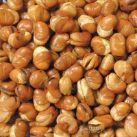 蠶豆技術