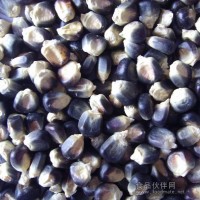 供應黑糯玉米種子 黑糯米種子廠家直銷