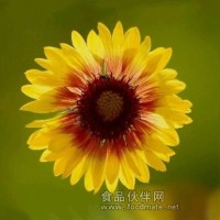 菊花晶    飲料  果晶