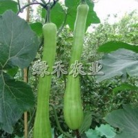 砍瓜種子 砍瓜種植 砍瓜苗 砍瓜營(yíng)養(yǎng)