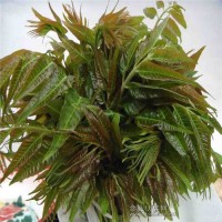 香椿種子 香椿樹 香椿芽菜 香椿葉