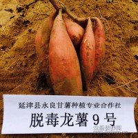 健康脫毒紅薯   龍薯9