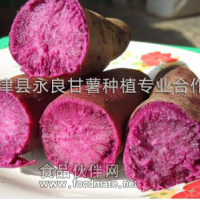 大量供應優質紫薯  紫箐2號