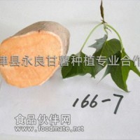 供應(yīng)永良甘薯 脫毒水果型紅薯