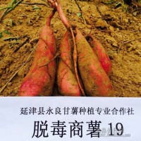 永良商薯19  健康美味