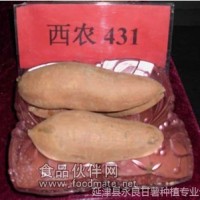大量批發(fā)脫毒甘薯 脫毒西農(nóng)431