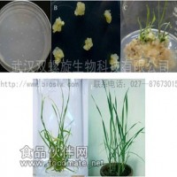 小麥轉基因轉化技術服務 小麥遺傳轉化公司