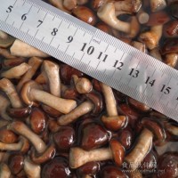 供應鹽漬滑子菇