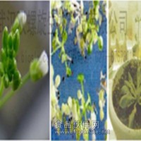 擬南芥基因轉化技術  擬南芥遺傳轉化服務 科研院所