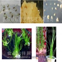 高羊茅遺傳轉化實驗轉基因服務 武漢雙螺旋生物
