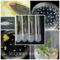 農桿菌介導法實現玉米遺傳轉化