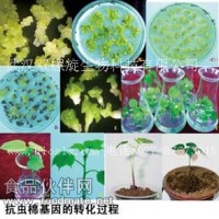 T0代棉花轉基因苗技術服務 棉花遺傳轉化