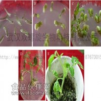 基因槍法番茄轉基因技術