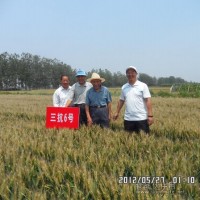 高抗病抗倒伏小麥種子三抗6號