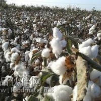 石家莊高產(chǎn)抗病棉花種——華農(nóng)16號