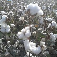新疆省工機采棉短枝棉28