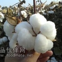 超高產(chǎn)抗病特大鈴棉花種子華農(nóng)10號F1