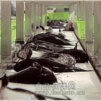 水產食品加工時輸送機