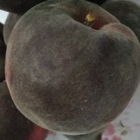 新品種桃樹苗黑桃苗