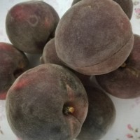 黑桃樹苗批發基地