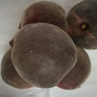 晚熟桃樹黑桃子的品種介紹