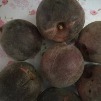新品種桃樹苗黑桃品種
