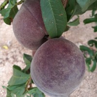 桃樹苗木黑桃苗種植基地