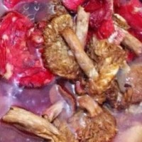原生態(tài)林中大紅菌
