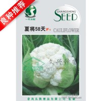 花椰菜種子-夏將58天 花椰菜種子