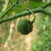 顛茄提取物