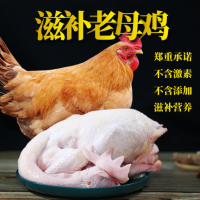 農家老母雞清真土雞走地笨雞散養現宰整只白條雞廠家直銷