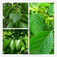 枇杷葉提取物