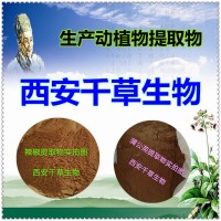 小薊提取物藥食同源 廠家生產動植物提取物