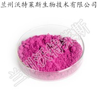 紅心火龍果粉 蘭州沃特萊斯 火龍果速溶粉