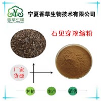 石見穿提取物 華鼠尾草粉原料供應(yīng) 石見穿莖葉浸膏廠家批發(fā)