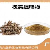 槐實提取物 槐實粉 藥食同源原料