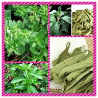 甜菊葉提取物粉 甜菊葉濃縮粉 甜菊糖