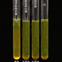 李斯特菌增菌肉湯基礎（LB1LB2）