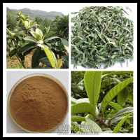 枇杷葉提取物 枇杷葉浸膏  定制冷鏈發貨
