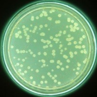 礦泉水中銅綠假單胞菌測(cè)定GB 8538   250g/瓶
