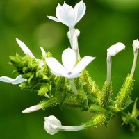 白花丹檢測報告,白花丹農藥殘留檢測機構,白花丹重金屬檢測項目