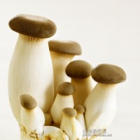 杏鮑菇提取物   杏鮑菇多糖粉