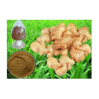 生姜提取物 生姜濃縮液 速溶生姜粉 生姜茶 生姜粉