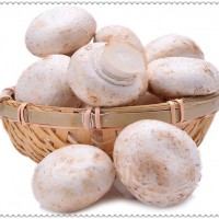 雙孢菇多糖  雙孢菇粉