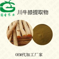 川牛膝速溶粉10:1比例提取寧陜國圣OEM代加工
