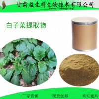 白子菜粉 1kg起訂 雞菜提取物