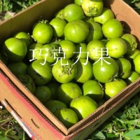 巧克力果 鮮果 水果供應