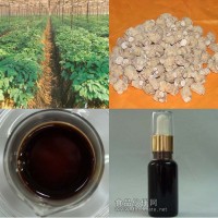 西洋參油 天然優質 亞油酸大于50%