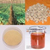 西洋參提取物 天然西洋參粉 總皂苷
