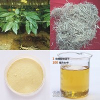 人參根提取物 200/百分點
